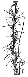 Southern Wiregrass, Beyrich Threeawn / Aristida stricta var. beyrichiana
(Syn. Aristida beyrichiana)